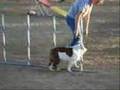 Harley the English Bulldog in Agility
