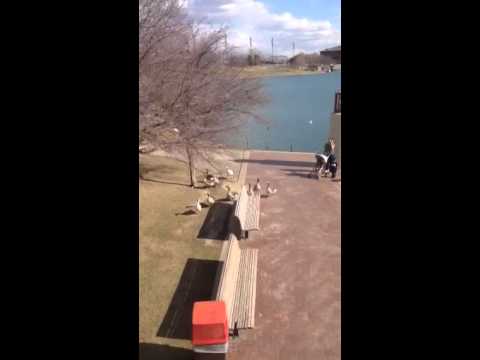 GIANT WOMEN VS