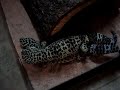 gecko sex