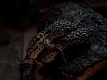 gecko sex
