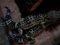 gecko sex