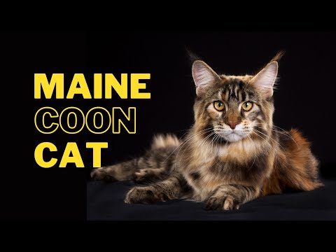 Maine Coon Cat 101: Everything You Need to Know About This Adorable Feline