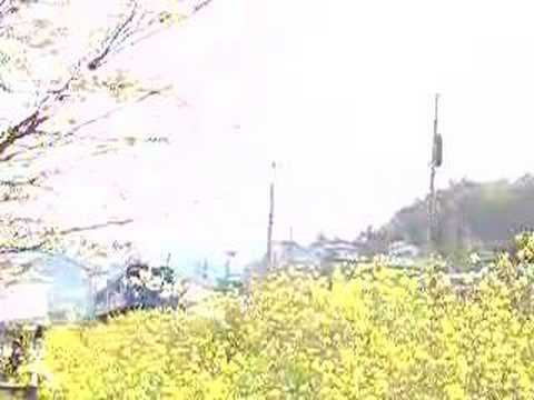 菜の花列車（長崎本線高田駅）