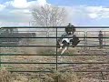 third \"ride\" for Peppy horse (1 of 2)