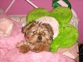 Mis Mascotitas
