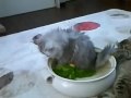 メイちゃんの応援でララちゃんの子猫ちゃん鍋躾Ⅱ　鳥のフィギア変