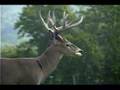Raising Whitetail Deer