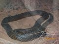 deadly snakes of australia deadly snakes of australia