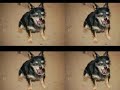 El Cuento de los Mil Perritos