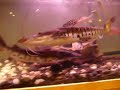 tiger shovelnose, redtails, and comets tiger shovelnose, redtails, and comets