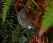 clip video I Giganti Il Pescatore
