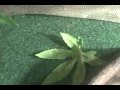 ball python shedding