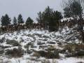 videos de Saratoga WY Elk 2008
