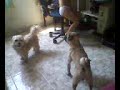 BONINHO LATINHO PARA A TOALHA PART 1