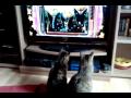 Katze,Katzen,Xbox360