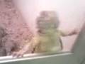 videos de Adventures at Littleton, NH pet store Chapter 1