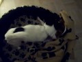 Dog Play