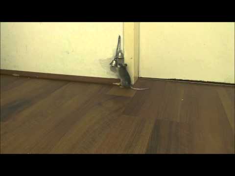 O ratinho que toca à campaínha