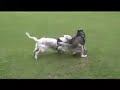 Neulich beim Hundetraining...