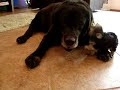Gucci the Morkie & Cosmo the Black Lab