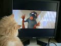 my kitten watches ratatouille the movie