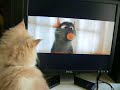 my kitten watches ratatouille the movie