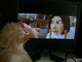 my kitten watches ratatouille the movie
