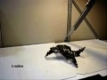 Starfish Self Modeling Robot Starfish Self Modeling Robot