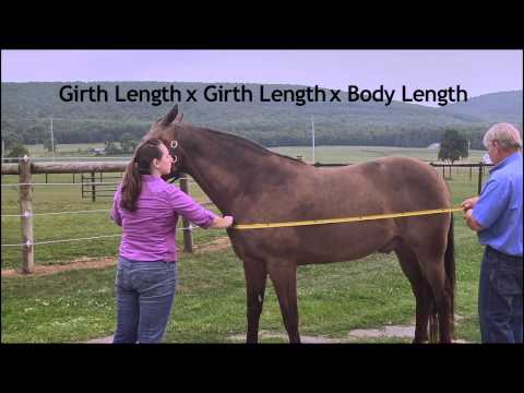 how to measure height of a horse