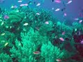 Mutualism Relationship-Gobi and Pistol Shrimp