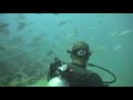 Tiger Shark Dive - Fiji