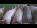 videos de Piglet Scrum!