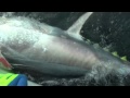1000lb Bluefin Tuna PEI