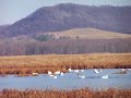 Migrating Swans