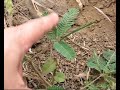 Sensitive plant \"Mimosa pudica\"