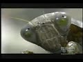 Gottesanbeterin, Mantid T�ted eine Maus