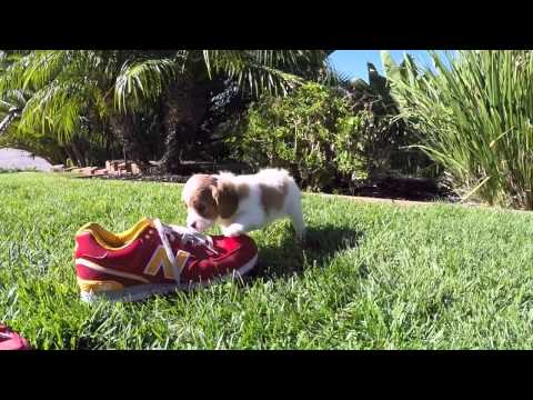 Princess Diana our Cavalier Female Pup 4 sale