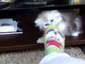 chincilla persian kitty named JAZZ kedicik kedi