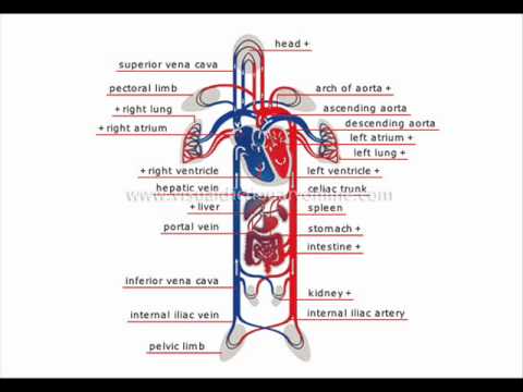 how to fasten blood circulation