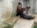 lobo marino pornogore