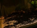 Pygocentrus Cariba - Nattereri (www.piranhatribe.it)