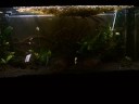 Pygocentrus Cariba - Nattereri (www.piranhatribe.it)