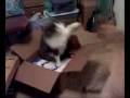 videos de Dog & Cat playing together - August 18, 2008, 09:57 PM