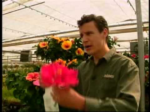 how to fertilize a hibiscus