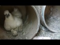 Click here to watch this video 孵卵器が育児放棄した烏骨鶏を里親に・・・