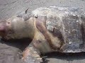 Sea Turtle, Nobeoka
