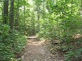 A Walk Thru the Forest, PT. 2 A Walk Thru the Forest, PT. 2