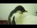 The Real Chicks of Central Park Zoo : Life in the Penguin Nursery