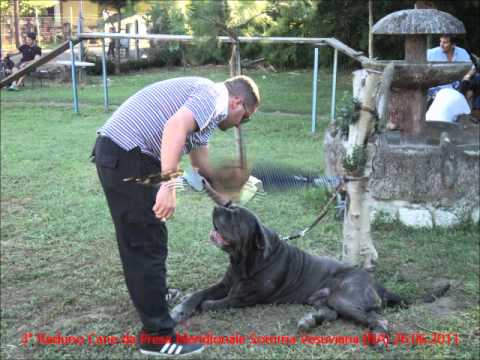 mastino napoletano