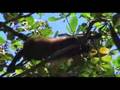 Tour in Limón. Tortuguero Canal & Cahuita park